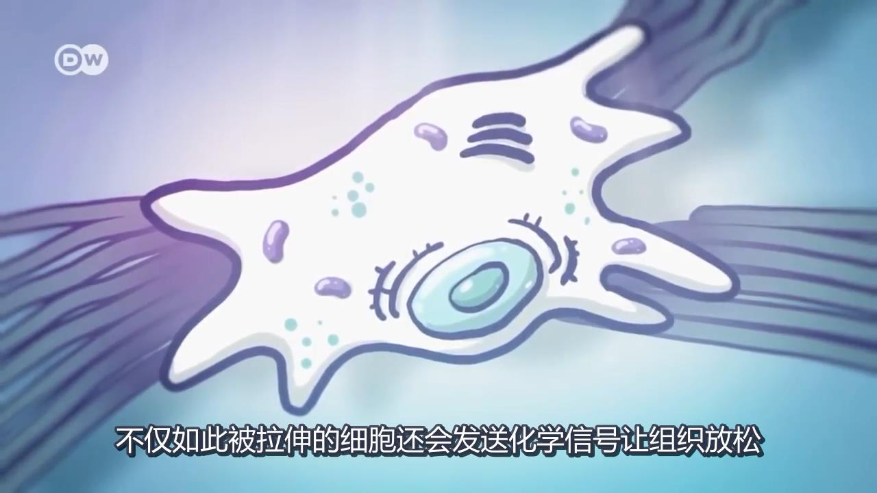 筋膜細胞