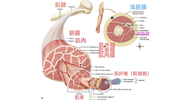 從肌肉、筋膜、關(guān)節(jié)解剖，啟發(fā)手法治療